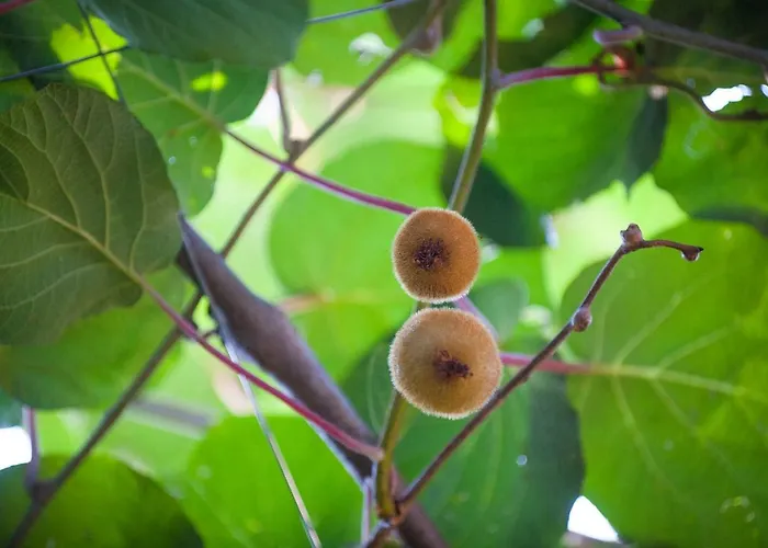 J&j House Проживание в семье Castelmarte