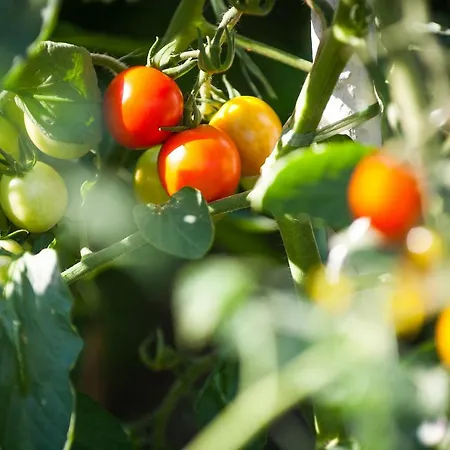 Pansiyon J&j House Castelmarte